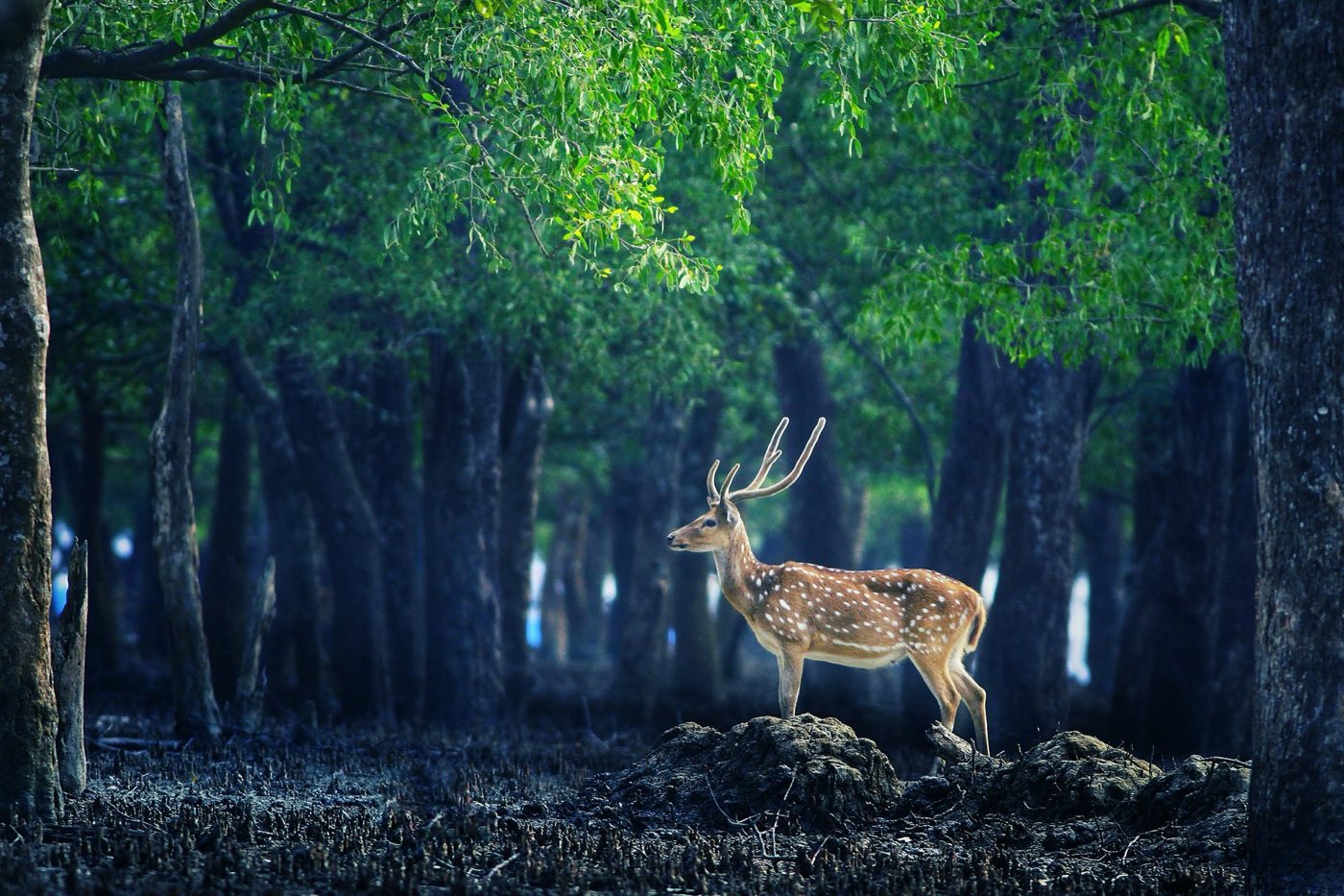 Bangladesh travel scenery