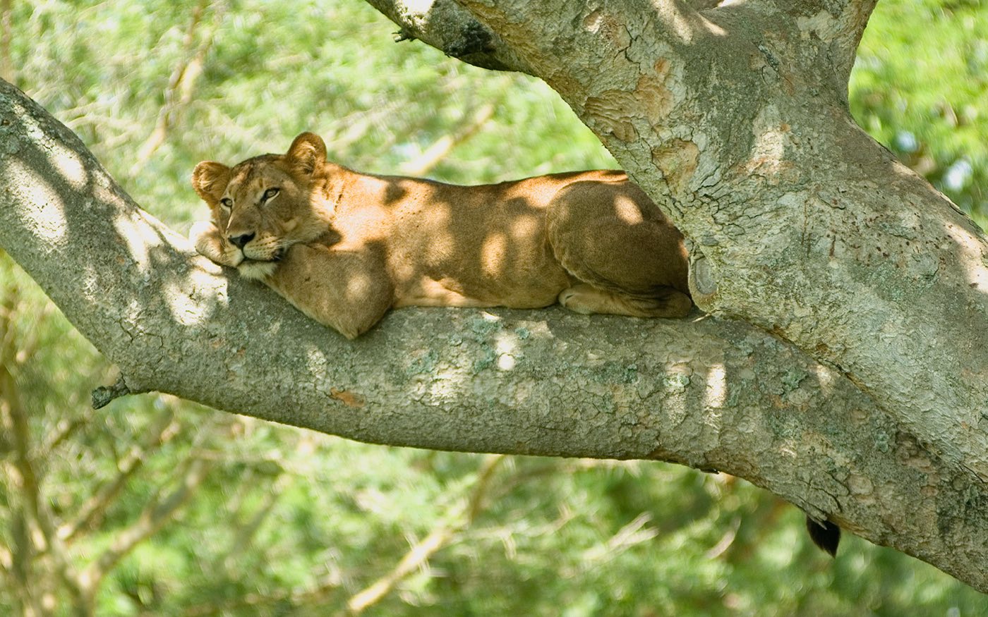 Uganda travel scenery